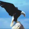 草原雄鹰的头像
