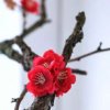 春暖花开的头像
