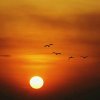 夕阳的头像