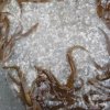 海鱼的头像