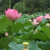 小平果的头像