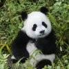 心静的头像