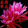 阿南的头像
