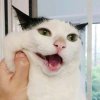 鹿十三的头像
