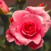 玫瑰的头像
