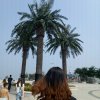 常青树的头像