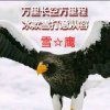 雪★鹰的头像