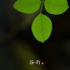 叶子的头像