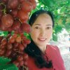 小燕子（绥宁）暂停的头像