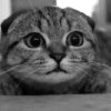 面具猫的头像