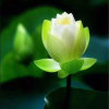 音缘的头像