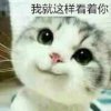 喵、我就这样看着你的头像