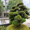 真情永远的头像
