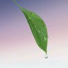 LM黎民(暂停)的头像