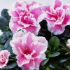 春暖花香的头像