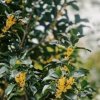 幸福悠然的头像