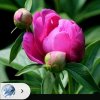 丑苹果的头像