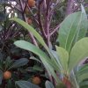醉彩虹的头像