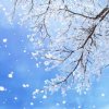 北方雪儿送花号的头像
