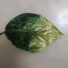 三秋叶的头像