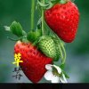 草莓的头像