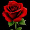 一支玫瑰花的头像