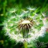 南飞的蒲公英的头像