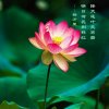 文的头像