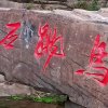 真心喂了狗的头像