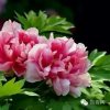 家乡的头像