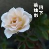 发如雪的头像