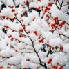 冬雪的头像