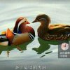 缘份的头像