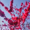邂逅『伈痛』﹌的头像