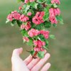 芬芳的头像