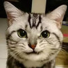 杰森猫的头像