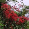 小蜜蜂的头像