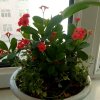 花开花落的头像