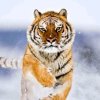 东北虎的头像