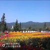 全家平安的头像