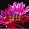 心想事成的头像