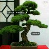 相遇大叔的头像