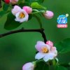 心语的头像
