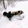 黑猪猪的头像