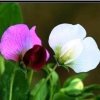 豌豆花花的头像