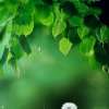 刘秋芬的头像