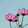 小花的头像