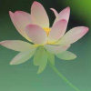 六月花神的头像