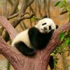 77夜滴风的头像