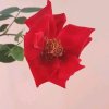 学习的头像